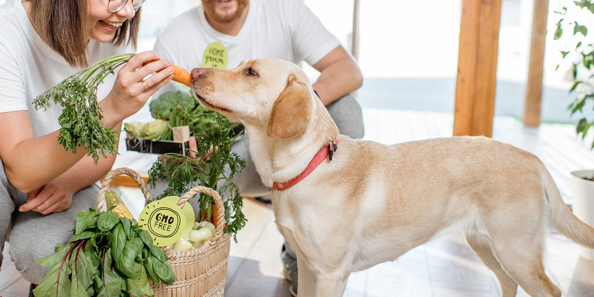 Natural pet food The Evolution of Pet Care by PetWell